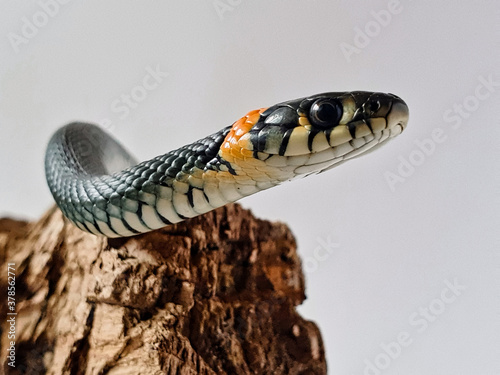 Photography Non-venomous snake on a white background