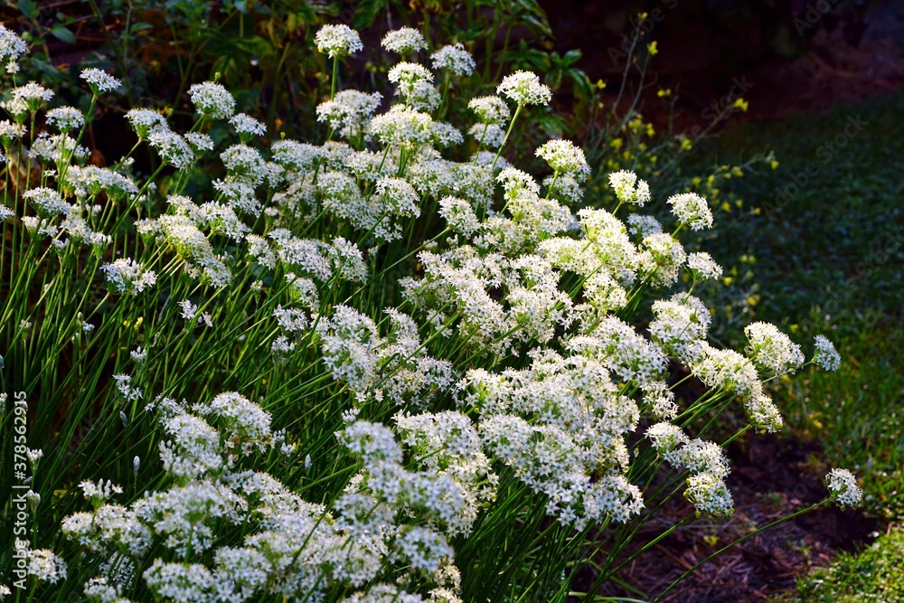 Obraz premium White flowers of the garlic chive nira herb