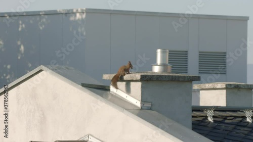 Eurasian Red Squirrel running on roof photo