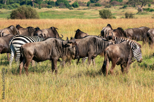 ケニアのマサイマラ国立保護区で見かけた、ヌーの大群とシマウマ © 和紀 神谷