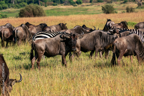 Fototapeta Naklejka Na Ścianę i Meble -  ケニアのマサイマラ国立保護区で見かけた、ヌーの大群とシマウマ
