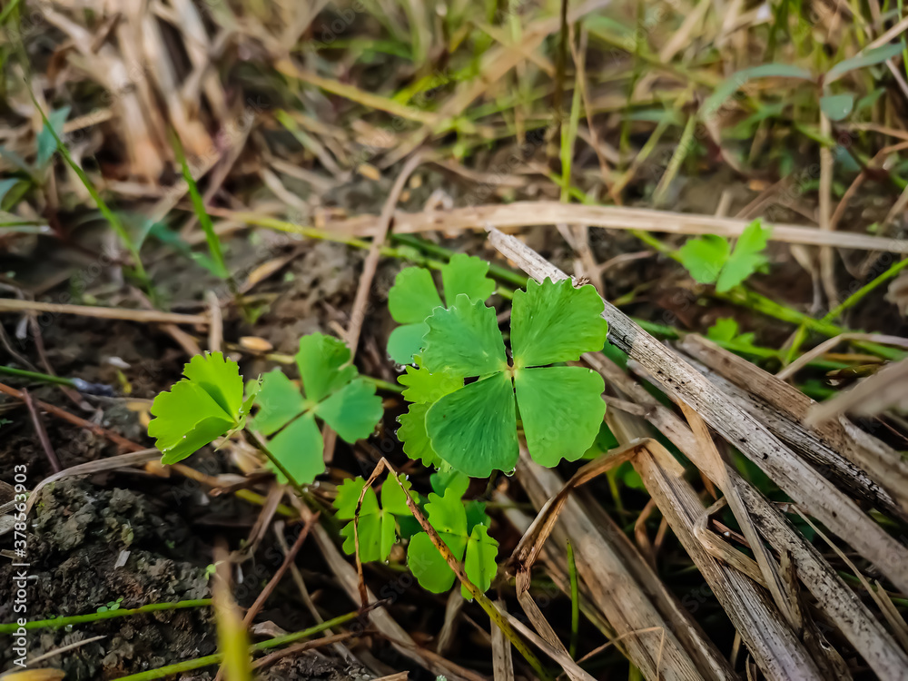 Marsilea quadrifolia is a herbaceous plant found naturally in central and southern Europe, Afghanistan, south-west India, China, Japan, and Vietnam. Its common names include four leaf clover, sushni.