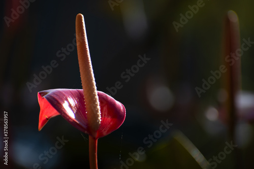 resplendor de flor