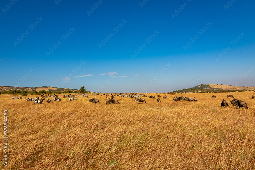 ケニアのマサイマラ国立保護区の草原にいる、シマウマやヌーの群れと青空