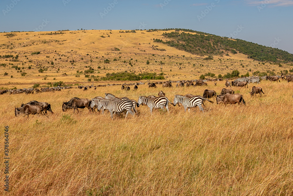 ケニアのマサイマラ国立保護区の草原で見かけた、シマウマとヌーの群れ