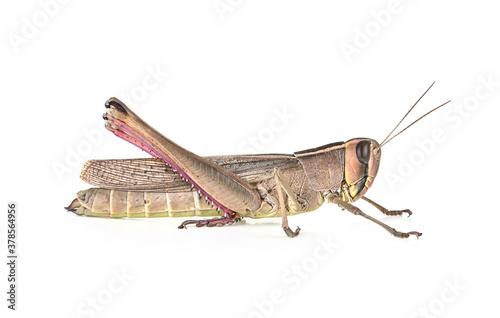 grasshopper isolated on white background © evegenesis