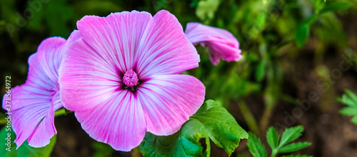 pink delicate flower of Lavater or mallow on a green background. space for text  photo on postcard