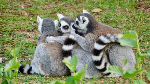 Katta, Maki, Ringelschwanz Lemur - drei Tiere in einer Reihe sitzend