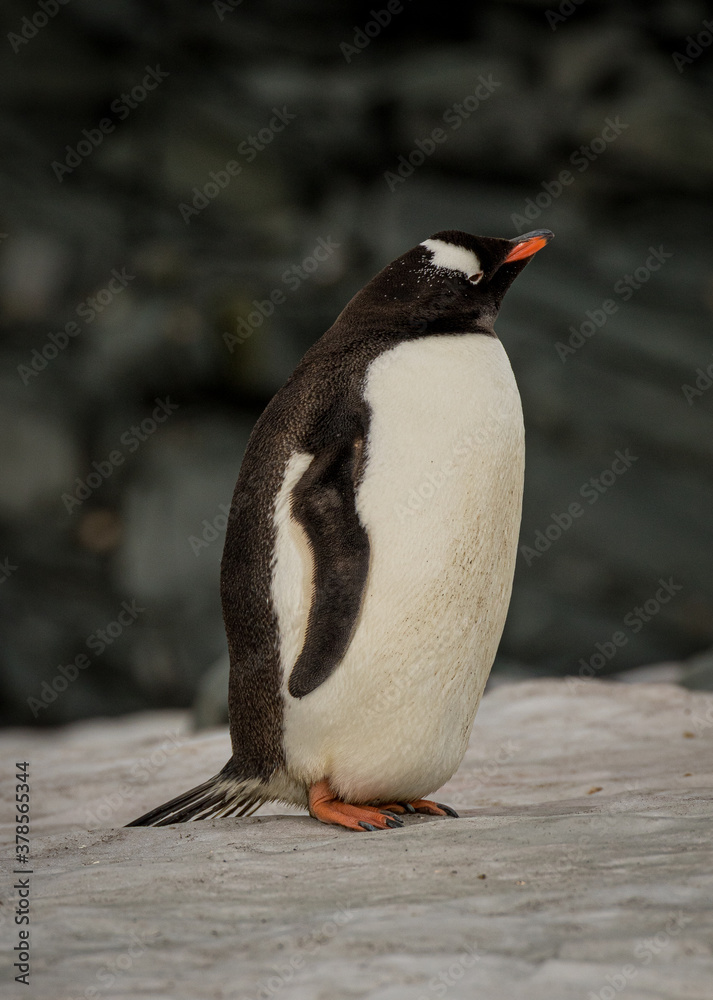 Fototapeta premium Gentoo penguin (Pygoscelis papua), Antarctica