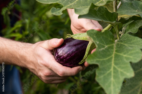 A gardener's hands hold a small purple eggplant on the plant in his organic garden.
