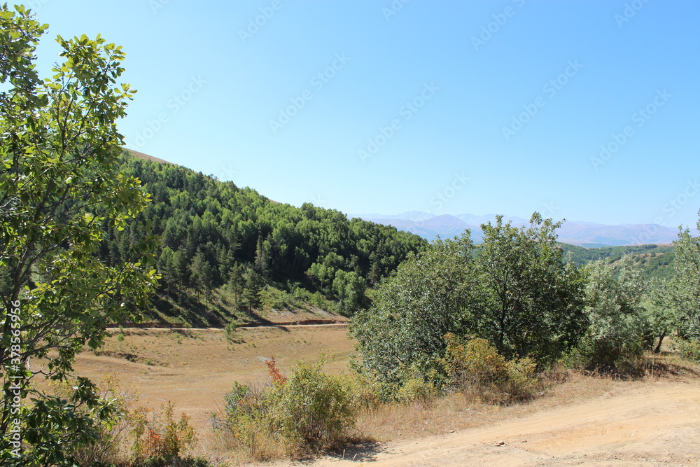 trees in the mountains