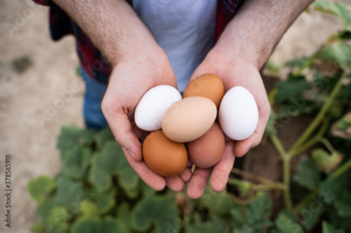 Chicken eggs of different colors just taken from the hen house in the hands of a young man. Brown and white eggs.