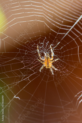 Kleine Spinne im Netz