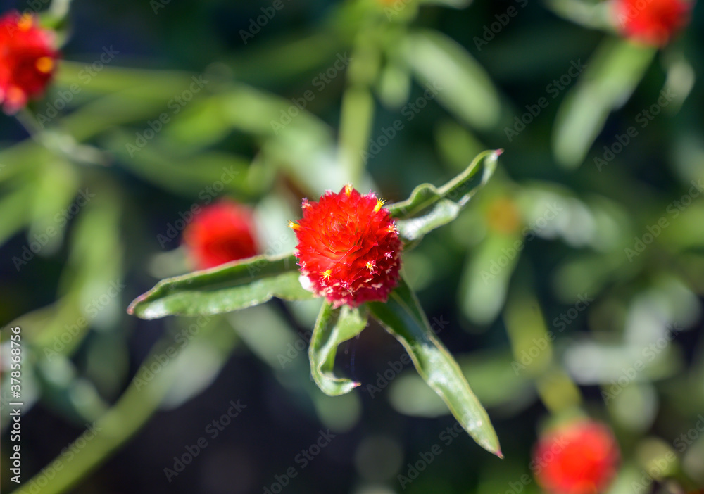 red blossom of the plant called globe amaranth red blossom of the plant called globe amaranth