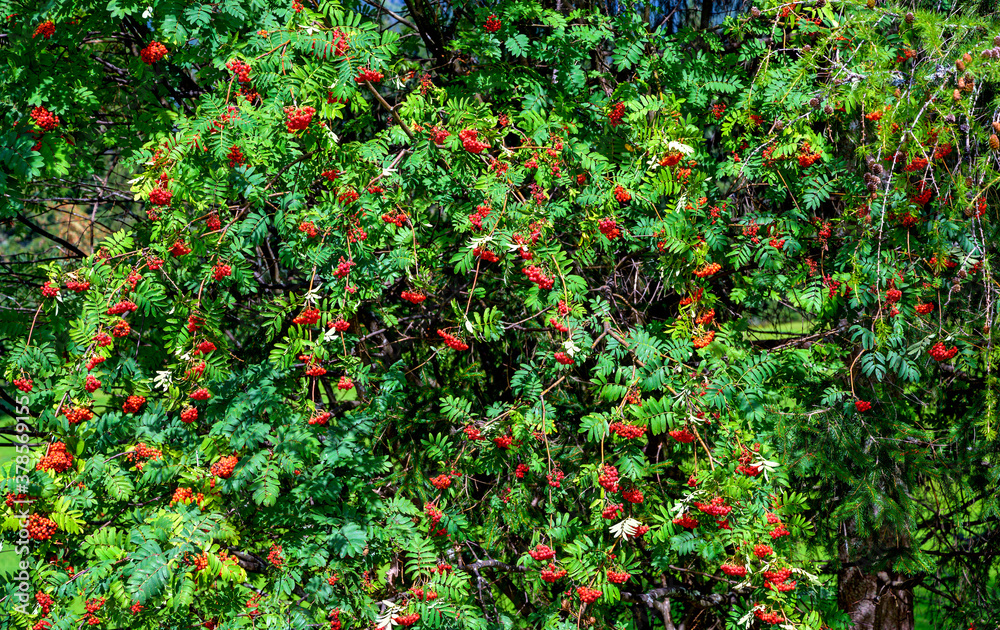 top of a mountain ash tree with ripe fruits in sunshine top of a mountain ash tree with ripe fruits in sunshine