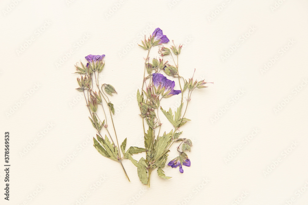 Dried flowers on light background. Purple and green nordic flora. Natural. Organic. Empty space for background.