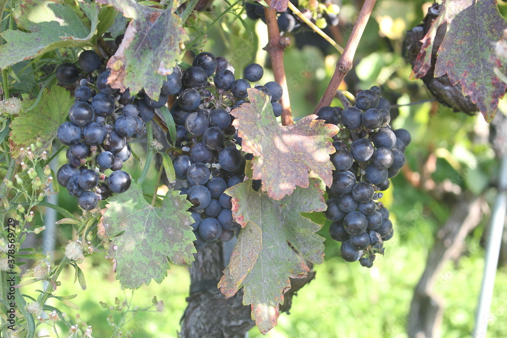 Close up of bunches of black grapes with large green leaves, soft focus, Switzerland