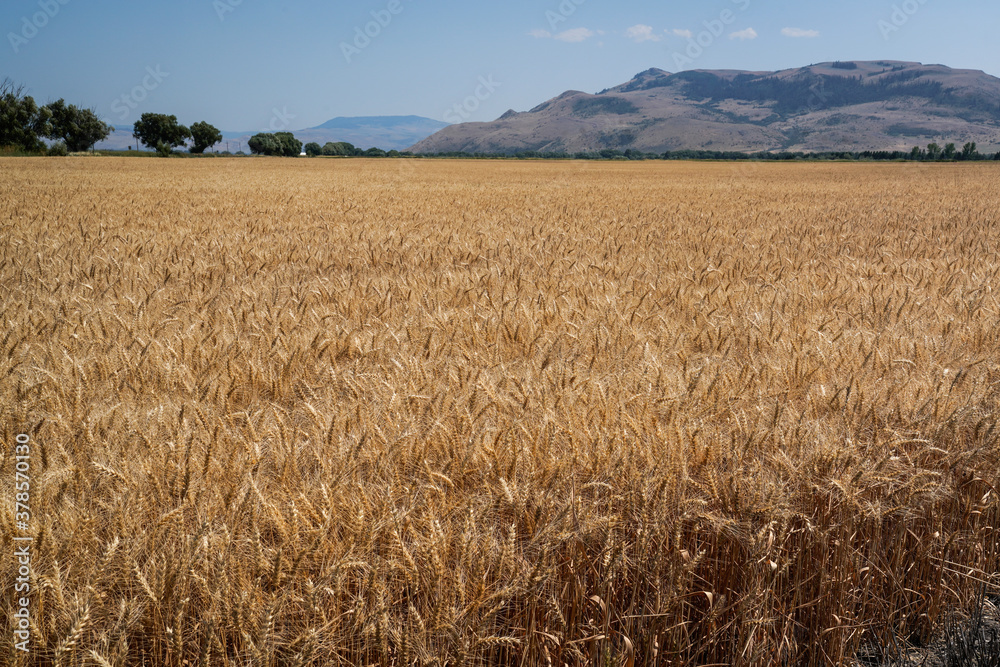 Baker City Idaho - Wheat Field