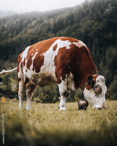 Fotografía Kuh frisst Gras auf der Weide.