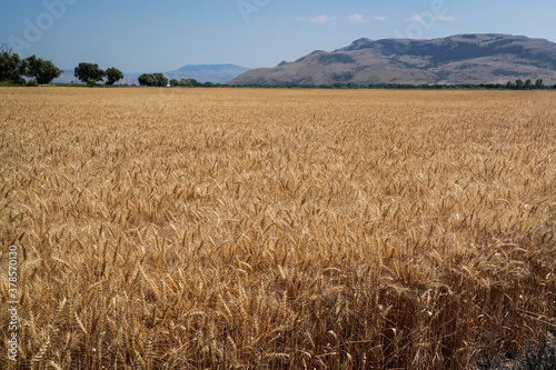Baker City Idaho - Wheat Field