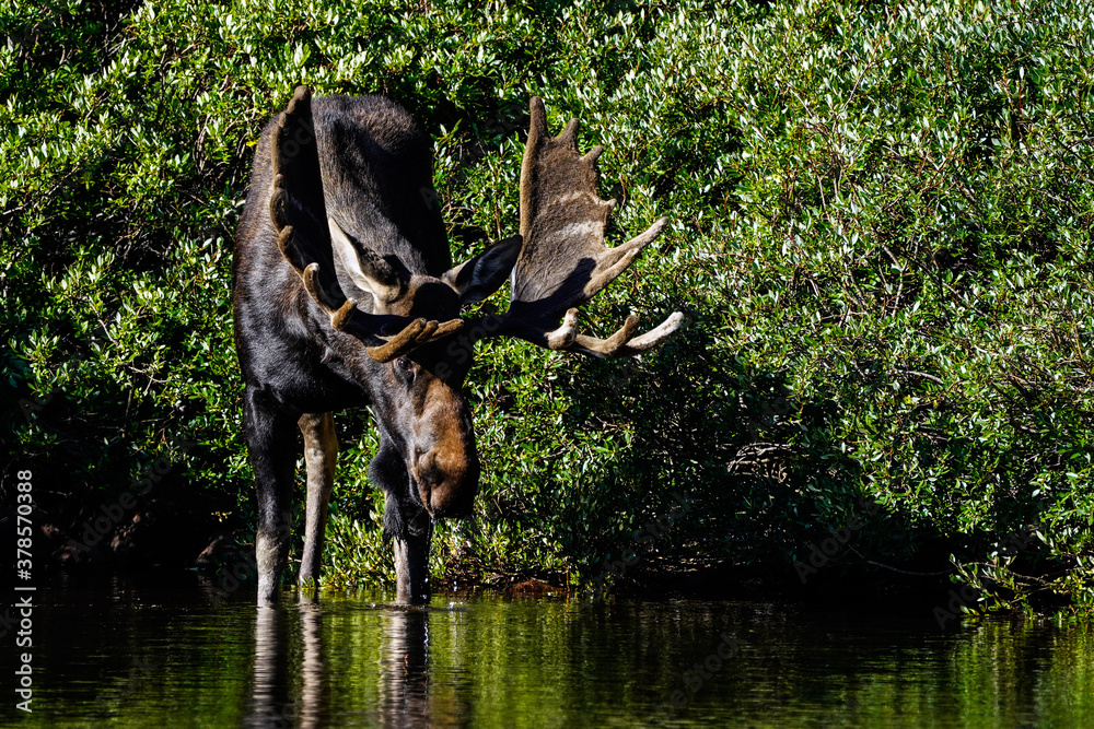 Bull Moose - Drinking Water Bull Moose - Drinking Water
