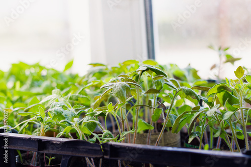 pepper seedlings in cups on a white windowsill, close-up, with water droplets on the leaves, food background.