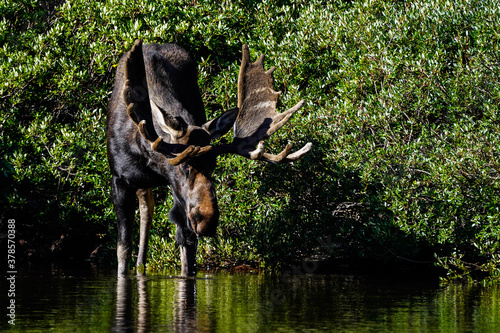 Bull Moose - Drinking Water