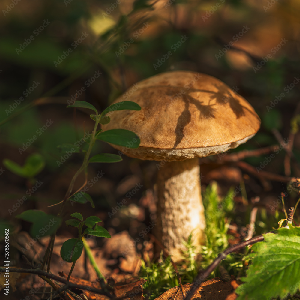 Birch mushroom grows in the forest. Natural light Birch mushroom grows in the forest. Natural light