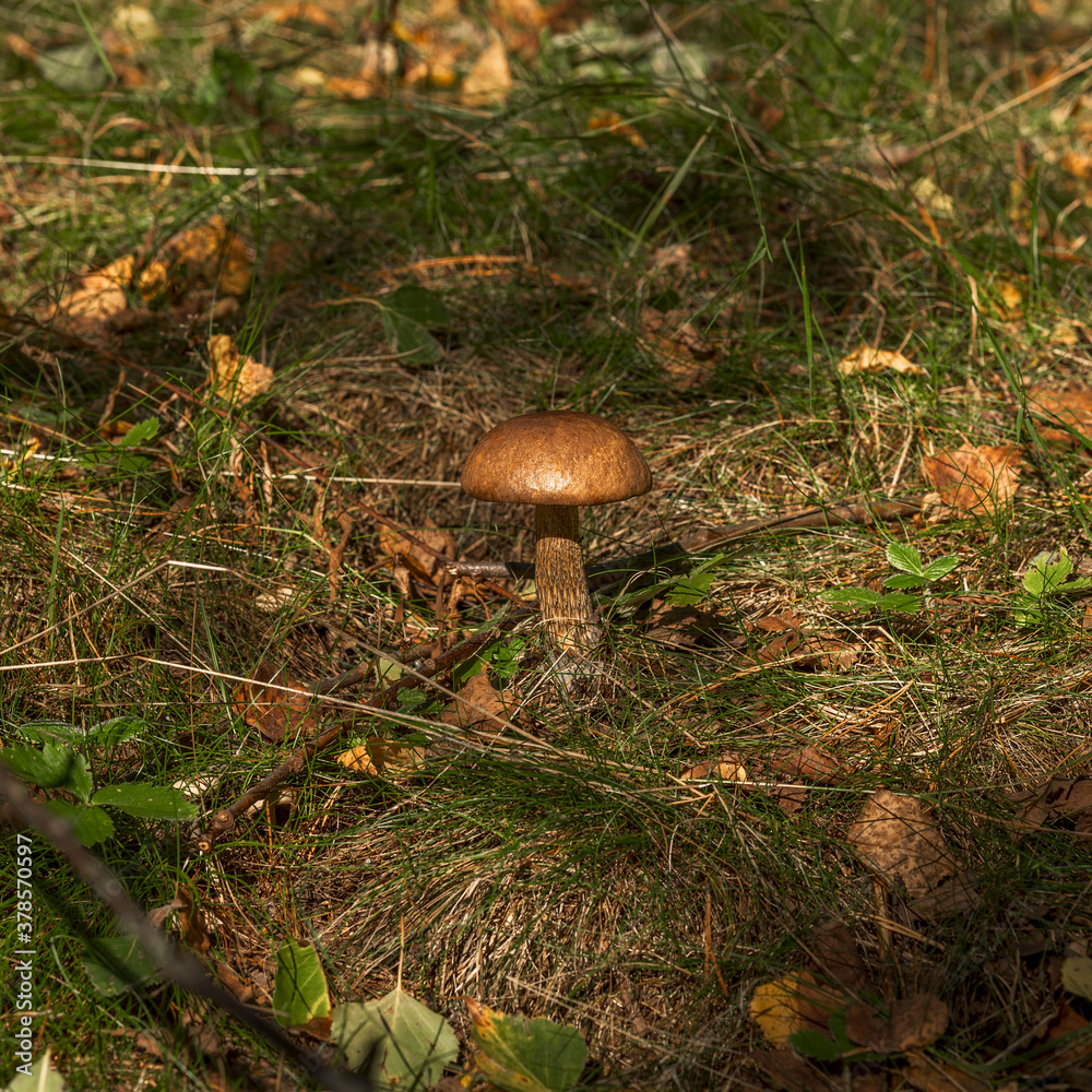 Birch mushroom grows in the forest. Natural light