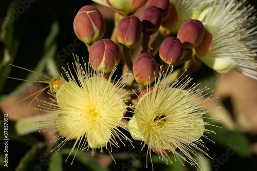 Close-up on a bunch of  souari nut flowers (Caryocar brasiliense). Brazilian savannah scene.