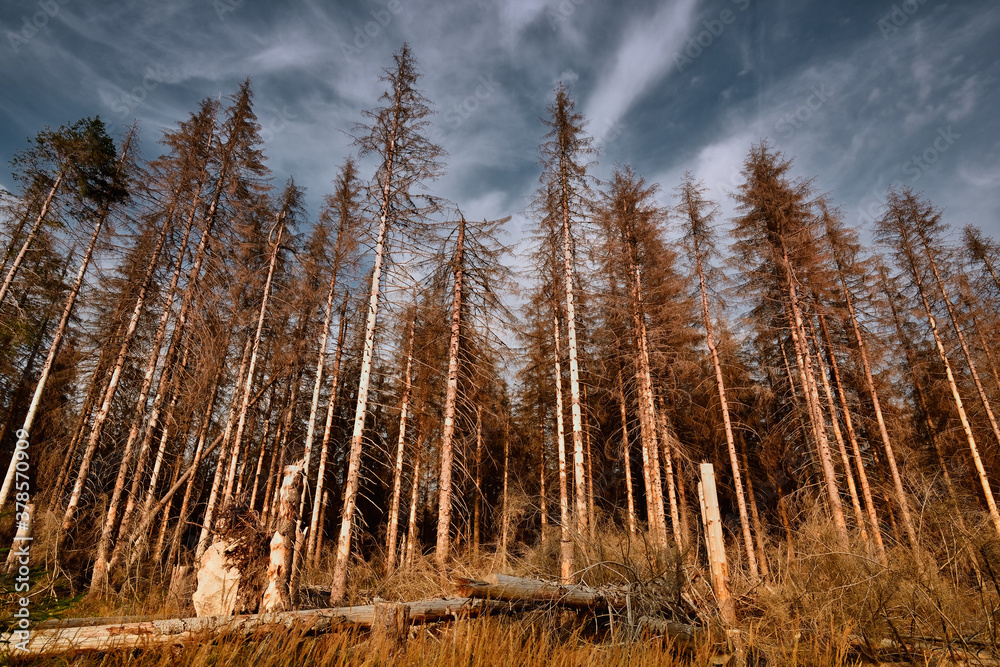 Forest of dead trees. Forest dieback in the Harz National Park, Lower Saxony, Germany, Europe. Dying spruce trees, drought and bark beetle infestation, late summer of 2020. Forest of dead trees. Forest dieback in the Harz National Park, Lower Saxony, Germany, Europe. Dying spruce trees, drought and bark beetle infestation, late summer of 2020.