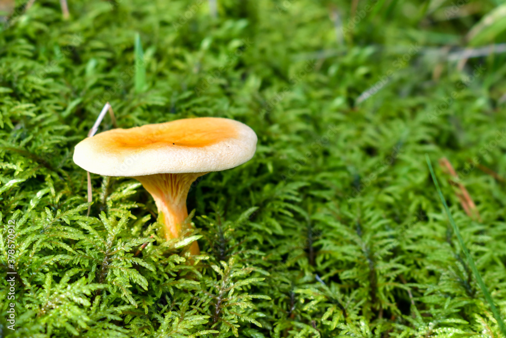 Forest Landscape: The edible mushroom Cantharellus cibarius grows among the green moss in the forest. Mushroom in the morning sun on a background of moss texture. Space for text. Forest Landscape: The edible mushroom Cantharellus cibarius grows among the green moss in the forest. Mushroom in the morning sun on a background of moss texture. Space for text.