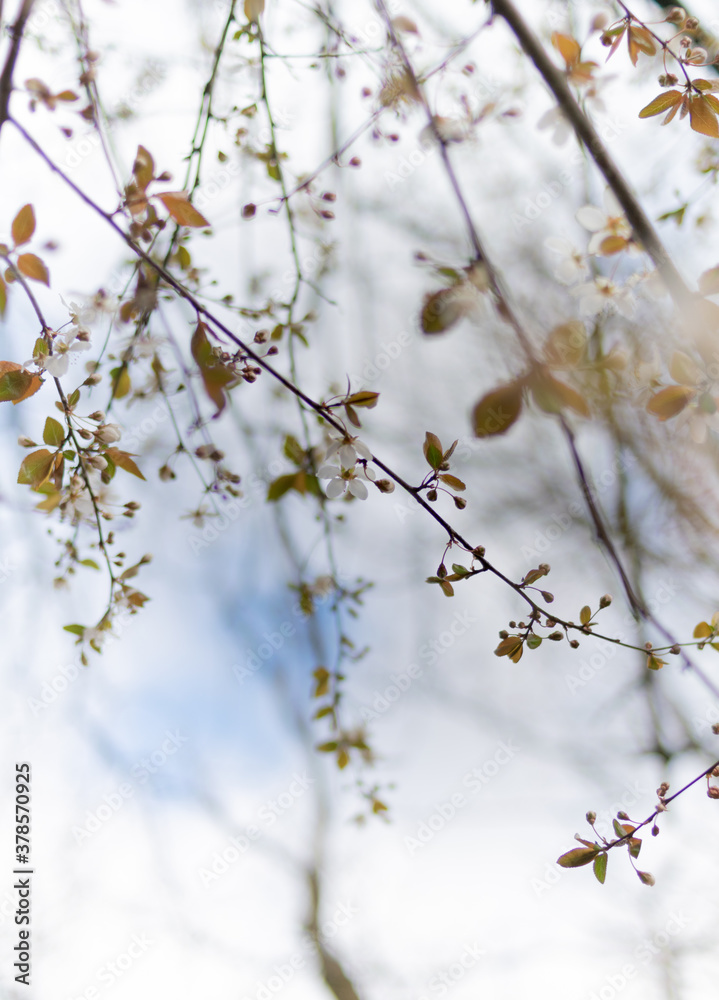 Tangle of branches with buds on background of blue spring sky with white clouds Tangle of branches with buds on background of blue spring sky with white clouds