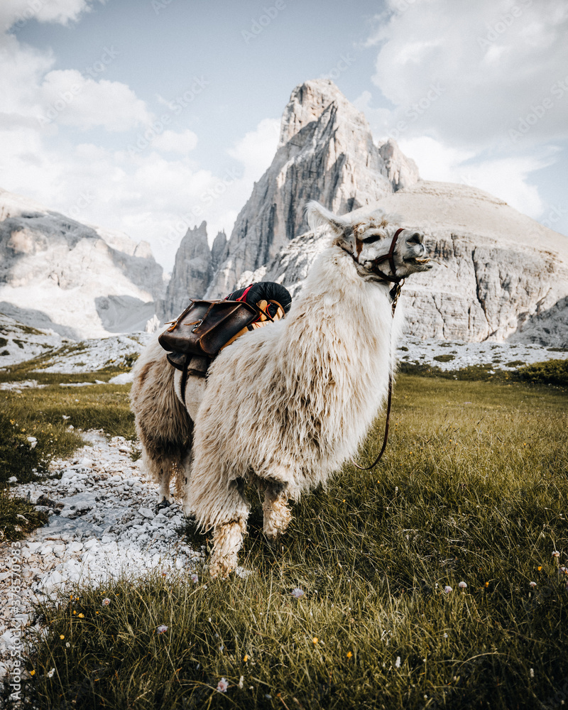Fototapeta premium Biała lama przed wspaniałą górską panoramą.