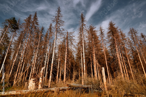 Forest of dead trees. Forest dieback in the Harz National Park, Lower Saxony, Germany, Europe. Dying spruce trees, drought and bark beetle infestation, late summer of 2020. photo