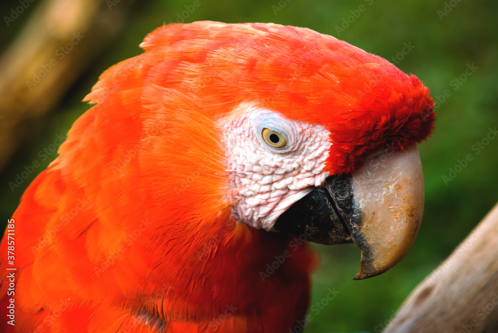 A red macaw. This is a large, mostly-red macaw of the genus Ara widespread in the woodlands of South America.