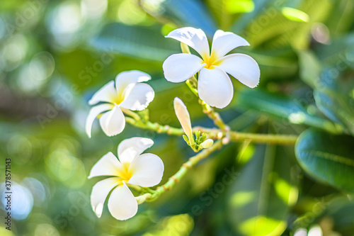 flowers on the tree