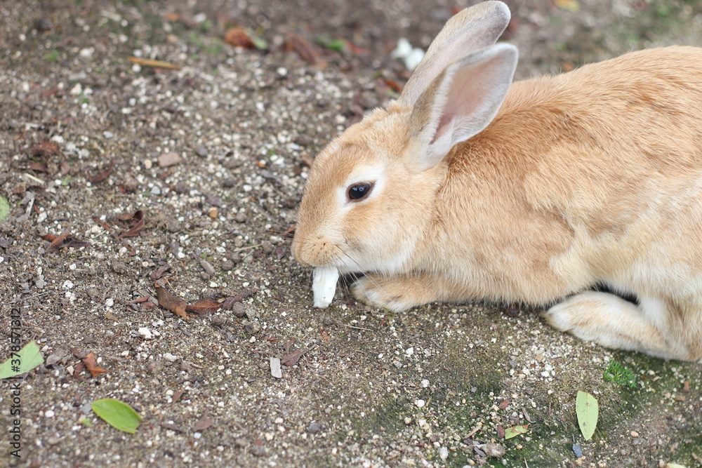 Lovely rabbit is eating vegetables on the floor, Hiroshima, Japan Lovely rabbit is eating vegetables on the floor, Hiroshima, Japan