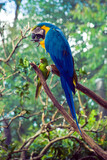 Blue and yellow Macaw parrot (ara ararauna) arara-canindé. Spix's macaw is native to Brazil. The bird is a medium-size parrot and as probably extinct in the wild