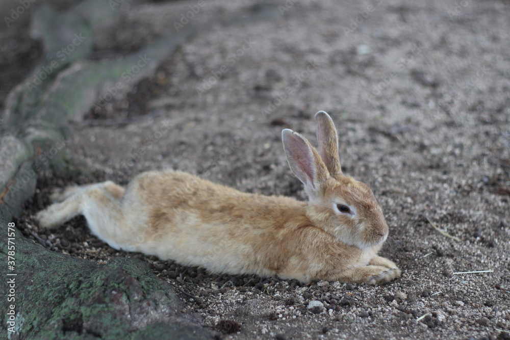 Close up of a cute yellow rabbit is laying down on the sand floor, Hiroshima, Japan, Asia, soft focus Close up of a cute yellow rabbit is laying down on the sand floor, Hiroshima, Japan, Asia, soft focus