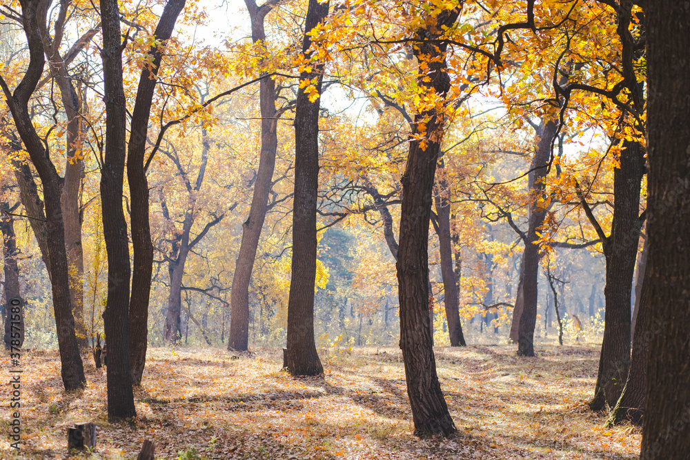 amazing golden autumn forest