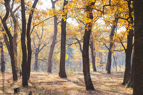 amazing golden autumn forest