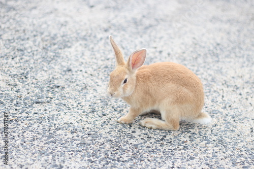 Close up of a cute brown rabbit is sitting on the road, Hiroshima, Japan, Asia 