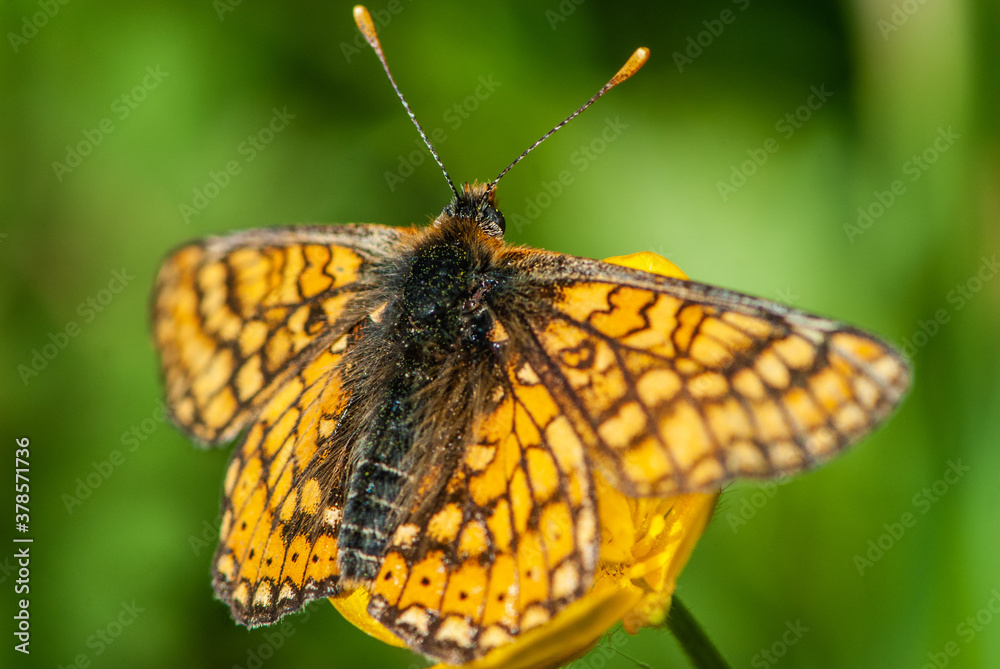Close-up silver-washed fritillary butterfly on yellow flower in sun light in spring in meadow with a lot of details Close-up silver-washed fritillary butterfly on yellow flower in sun light in spring in meadow with a lot of details