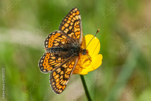 Close-up silver-washed fritillary butterfly on yellow flower in sun light in spring in meadow with a lot of details