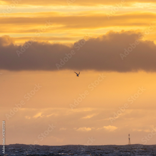 Fototapeta Naklejka Na Ścianę i Meble -  Single bird in sunset
