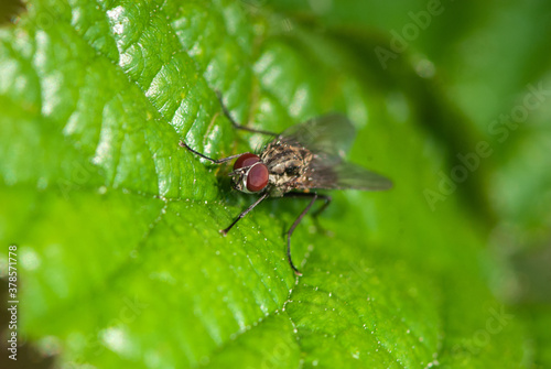 Close-up grey Sarcophaga fly with red compound eyes, lengthwise darker stripes on the thorax and light square dots on the abdomen on green leaf