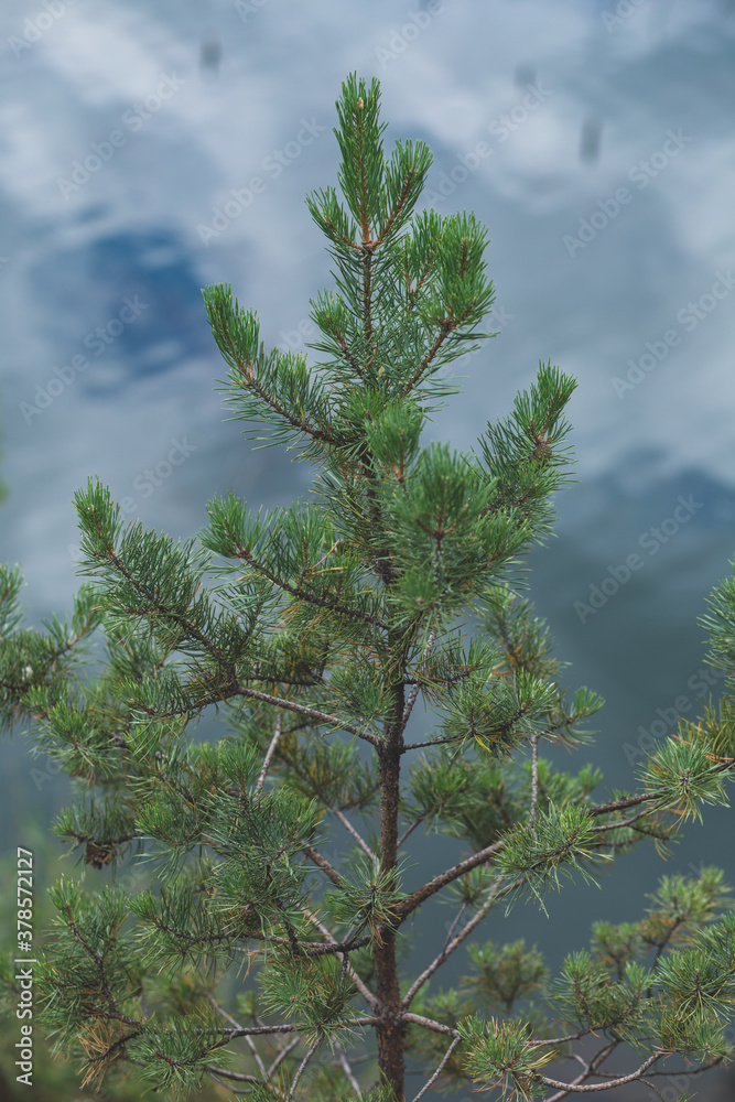 pine tree above the water pine tree above the water