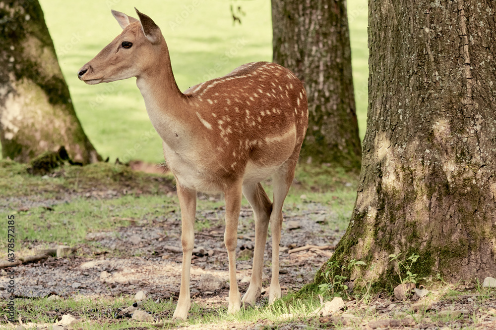 Fallow deer (Dama Dama) doe or fawn stands on grass field with trees on a sunny day Fallow deer (Dama Dama) doe or fawn stands on grass field with trees on a sunny day