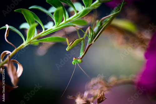 Maschio di mantide religiosa